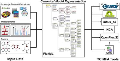 The Design of FluxML: A Universal Modeling Language for 13C Metabolic Flux Analysis